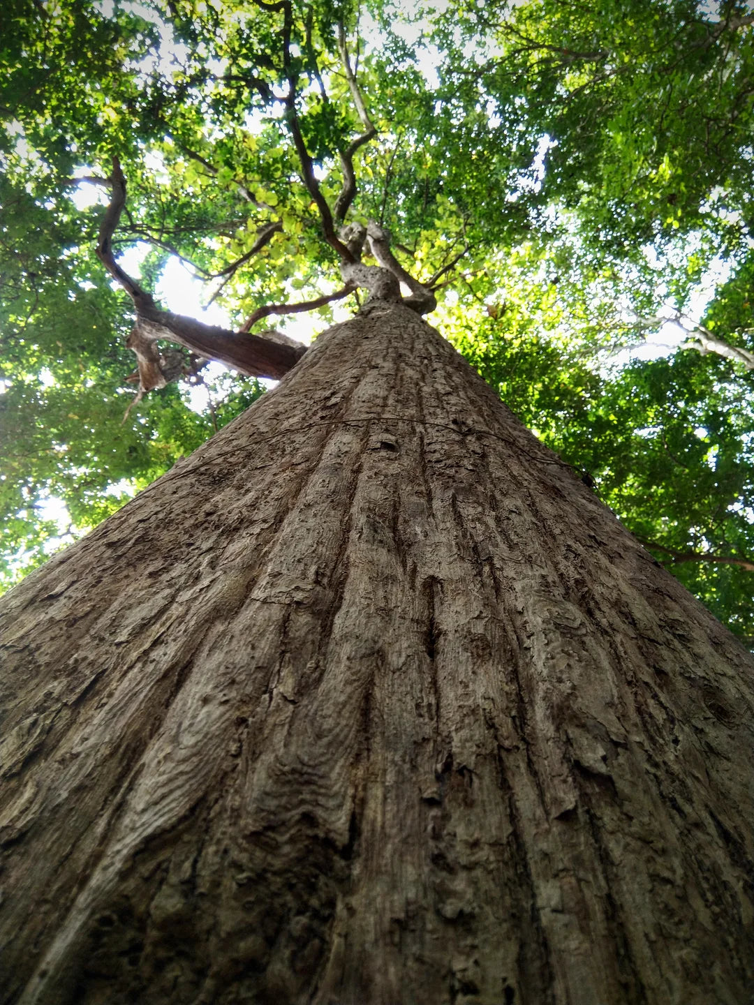 The Legacy of Nilambur