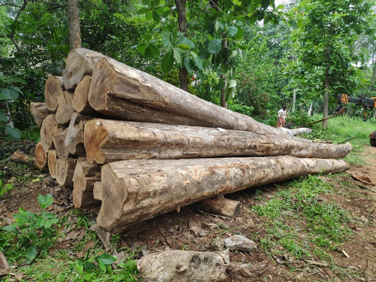 Teak in Kerala